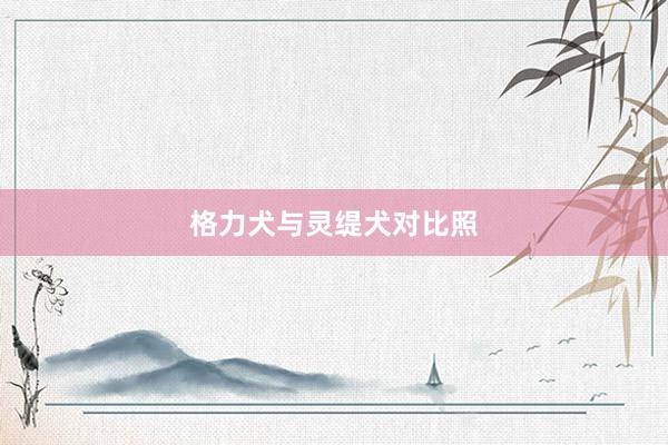 格力犬与灵缇犬对比照